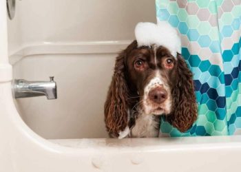 Comment laver un chien sans shampoing pour chien ?