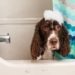 Comment laver un chien sans shampoing pour chien ?