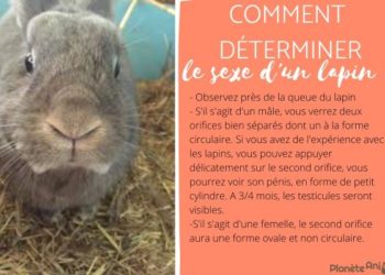 Comment voir si mon lapin est un mâle ou une femelle ?