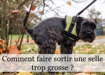 Comment faire sortir une grosse selle ?