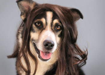 Quelle alimentation pour un chien qui perd ses poils ?