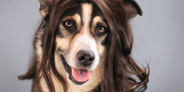 Quelle alimentation pour un chien qui perd ses poils ?