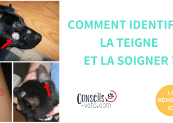 Comment soigner la teigne du chien naturellement ?