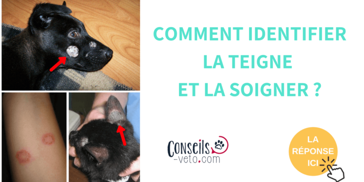 Comment soigner la teigne du chien naturellement ?