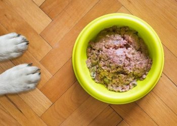 Est-ce dangereux pour un chien de manger de la nourriture de chat ?