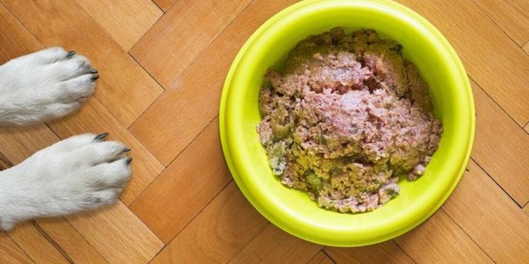 Est-ce dangereux pour un chien de manger de la nourriture de chat ?