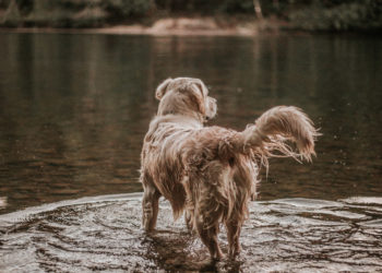 Comment eviter l'odeur du chien ?