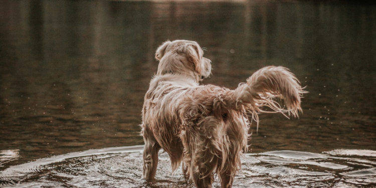 Comment eviter l'odeur du chien ?