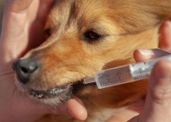 Comment eviter qu'un chien salisse la maison ?