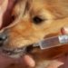 Comment eviter qu'un chien salisse la maison ?