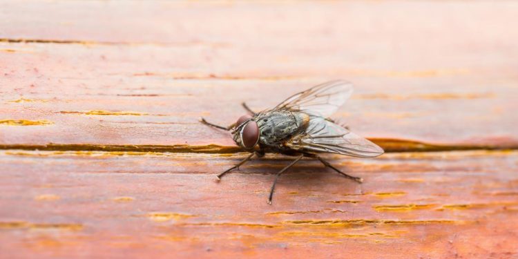 Comment éviter que les mouches se posent sur nous ?
