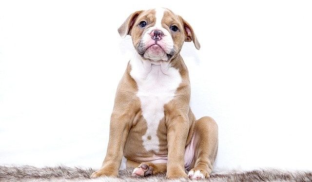 Comment faire pour que mon chien arrête de se gratter ?