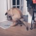 Comment empêcher un chien de faire pipi dans la maison la nuit ?