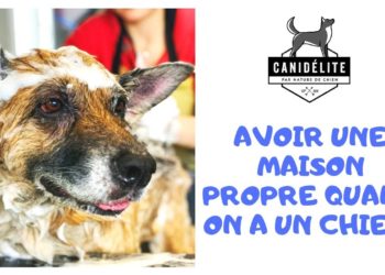 Comment garder une maison propre avec un chien ?