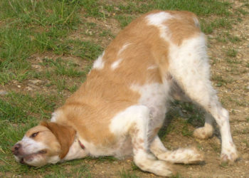 Pourquoi les chiens aiment se rouler dans la charogne ?