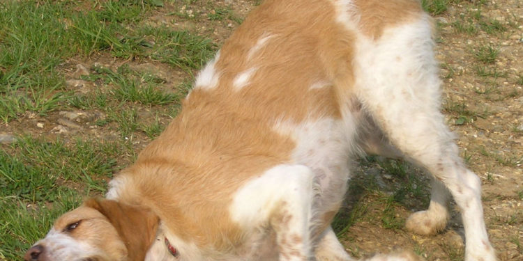 Pourquoi les chiens aiment se rouler dans la charogne ?