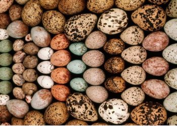 Pourquoi les œufs sont de différentes couleurs ?
