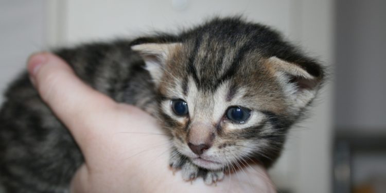 comment nourrir un bebe chat de 2 mois