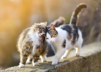 Comment faire cohabiter deux chats qui ne s'entendent pas ?