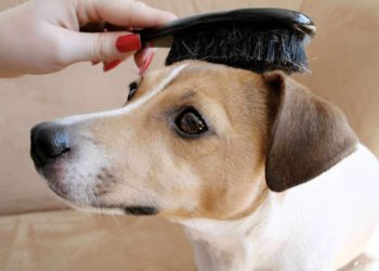 Quel est l antiparasitaire le mieux pour chien ?