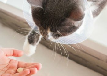 Comment donner des médicaments à un chat difficile ?