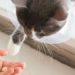 Comment donner des médicaments à un chat difficile ?