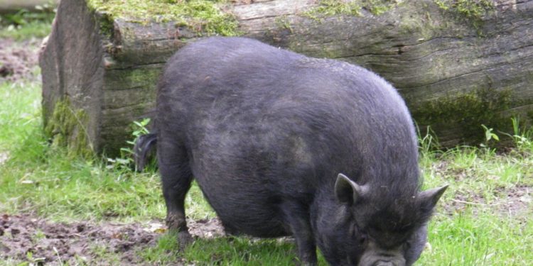 Quelle surface pour élever un cochon ?