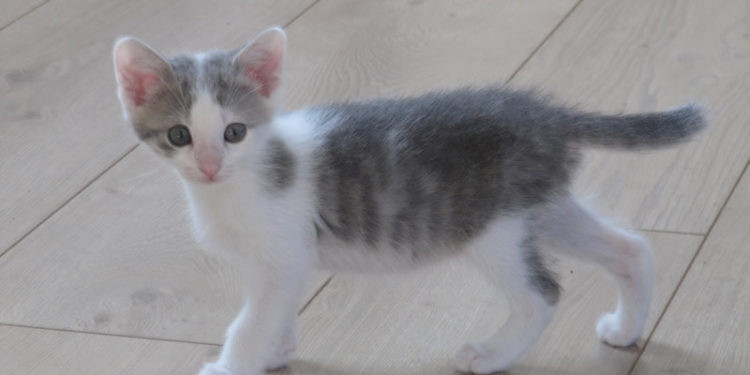 Comment faire avec un chaton de 2 mois ?
