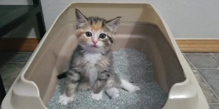 Quand un chaton Est-il propre ?