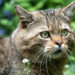 Où vit le chat sauvage ?