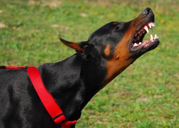 Comment réagir face à un chiot agressif ?