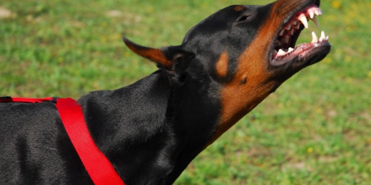 Comment réagir face à un chiot agressif ?