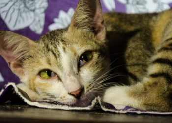 Comment reconnaître un chat qui a de la fièvre ?