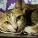 Comment reconnaître un chat qui a de la fièvre ?