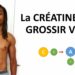 Comment faire grossir les chats ?