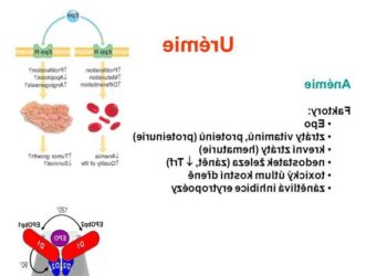 Comment faire baisser le taux d'urée chez le chien ?