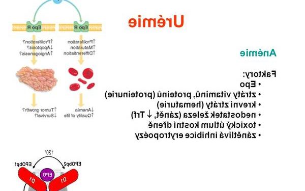 Comment faire baisser le taux d'urée chez le chien ?