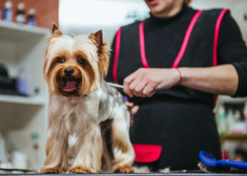 Comment hydrater le poil d'un chien ?