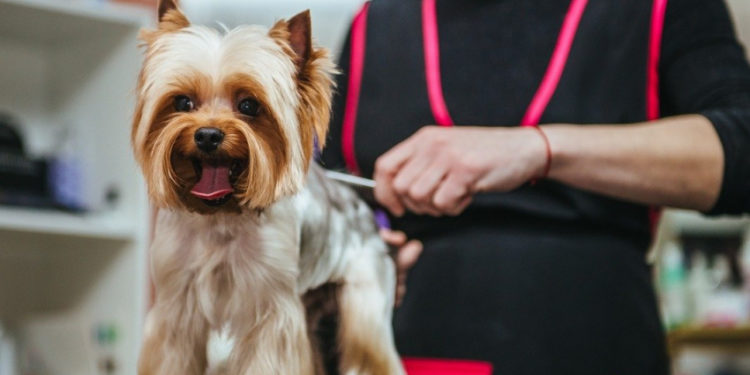 Comment hydrater le poil d'un chien ?