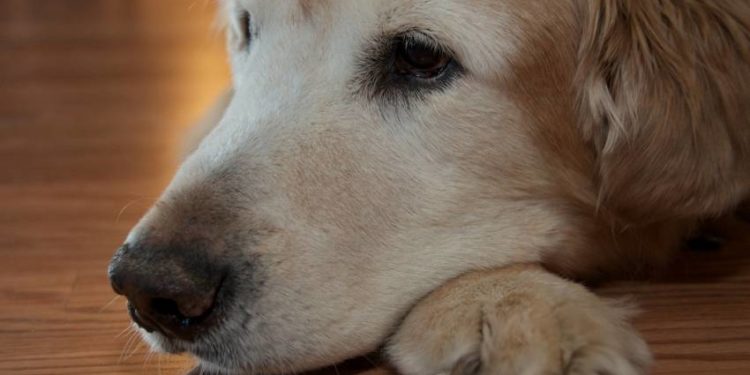 Comment soigner une pyodermite chez le chien ?