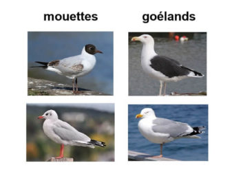 Quelle différence entre Betadine jaune et rouge ?