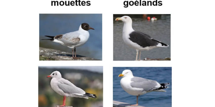 Quelle différence entre Betadine jaune et rouge ?