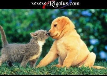 Est-ce que 2 chats femelles peuvent s'entendre ?