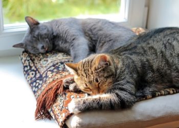 Comment savoir si 2 chats vont s'entendre ?