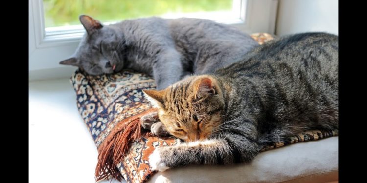 Comment savoir si 2 chats vont s'entendre ?