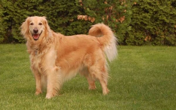 Quel chien s'entend avec les Golden Retriever ?