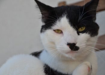 Comment faire pour qu'un chat ne pisse pas partout ?