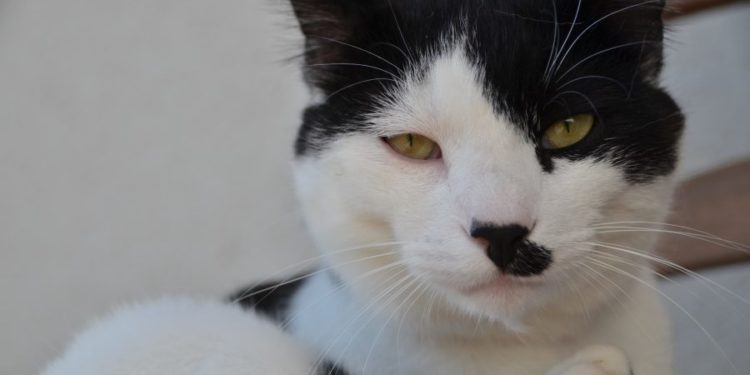 Comment faire pour qu'un chat ne pisse pas partout ?