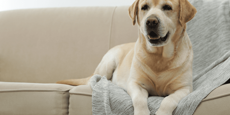 Comment faire pour empêcher un chien d'uriner partout ?