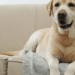 Comment faire pour empêcher un chien d'uriner partout ?